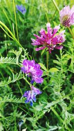 Close-up of purple flowers blooming outdoors