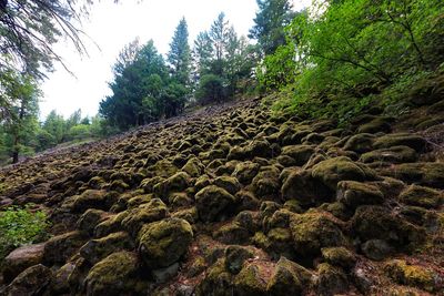 Plants growing on rocks in forest