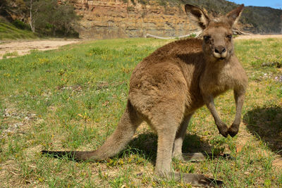 Portrait of eastern grey kangaroo standing on grassy field