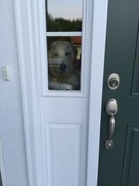 View of dog looking through door