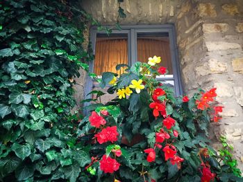 Flowers blooming by window