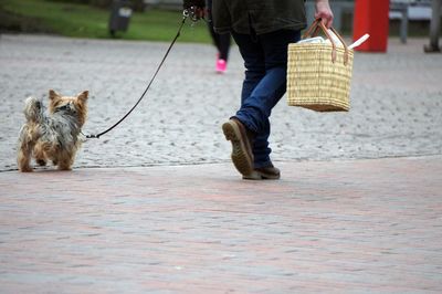 Low section of man with dog walking on floor