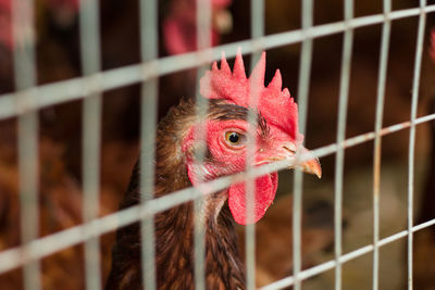 Close-up of chicken in cage