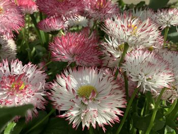 Close-up of pink flowering plants