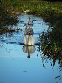 Swan floating on lake