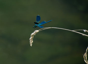 Close-up of damselfly on blue leaf