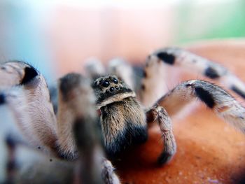 Close-up of spider