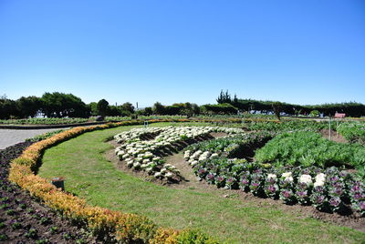 Scenic view of field against clear sky