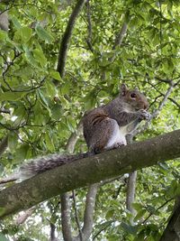 Low angle view of squirrel on tree in forest
