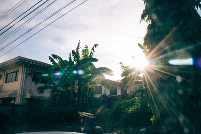 Sunlight streaming through trees in town