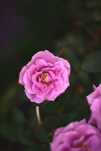 Close-up of pink rose flower