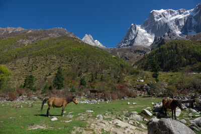 View of a horse on mountain