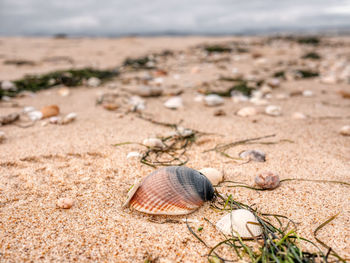 Close-up of shell on sand