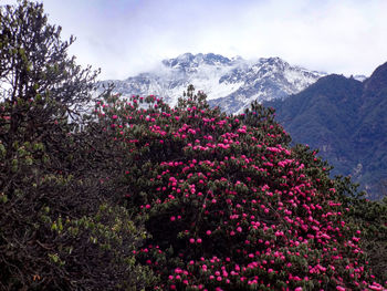 Low angle view of flower tree against sky