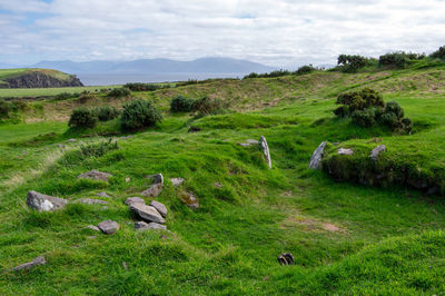 View of birds on land against sky