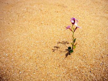 High angle view of pink flowering plant on land