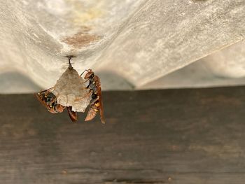 Close-up of insect