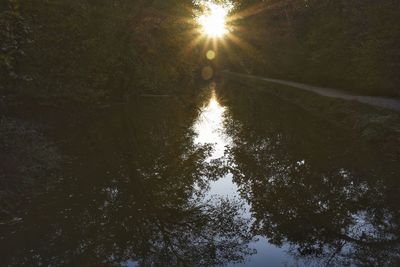 Sun shining through trees