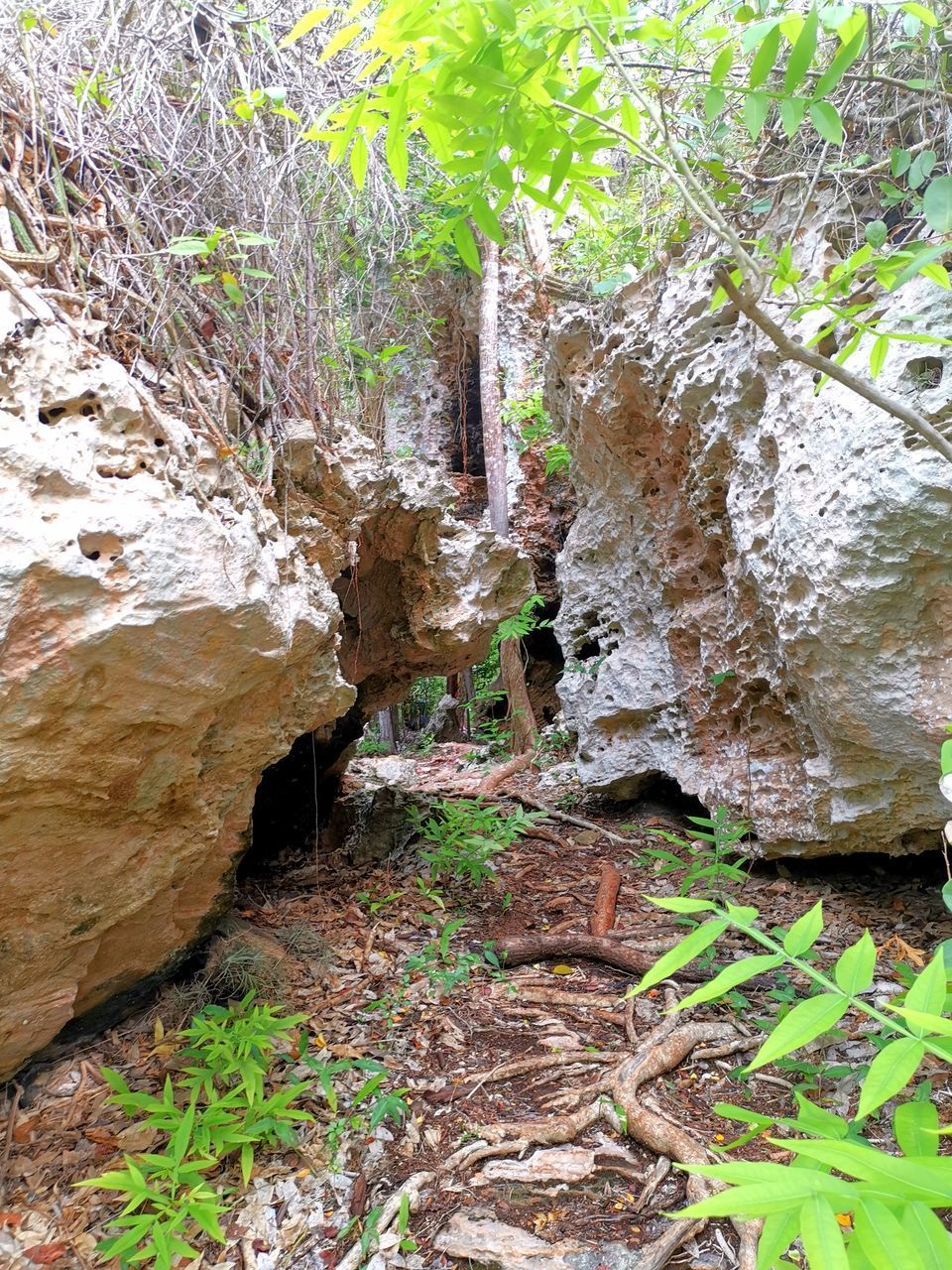 PLANTS GROWING ON ROCK IN FOREST