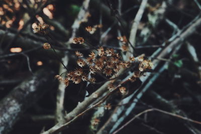 Close-up of flowers on branches