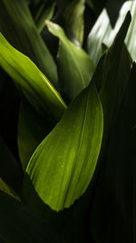 Close-up of green leaves