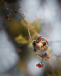 Close-up of bird eating cherry