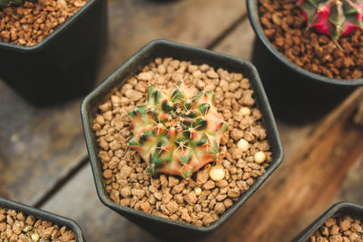 High angle view of potted plant on table