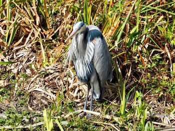 View of bird on field