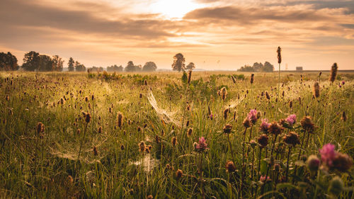 Scenic view of grassy field against cloudy sky during sunset