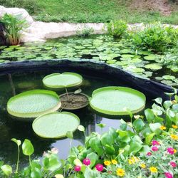 High angle view of lotus water lily in lake