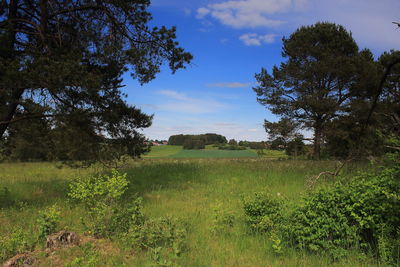 Trees on field against sky