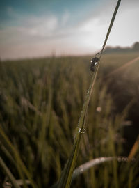 Close-up of stalks in field against sky