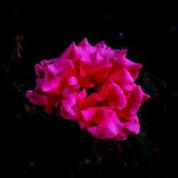 Close-up of flower blooming at night