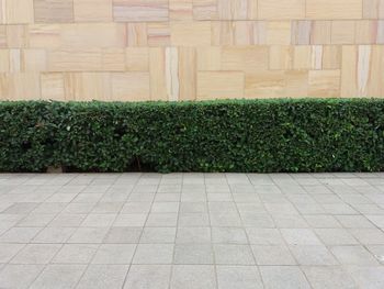 Plants growing outdoors