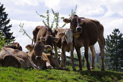 Cows on field 