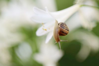 Close-up of snail on flower