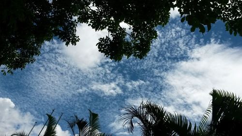 Low angle view of trees against cloudy sky