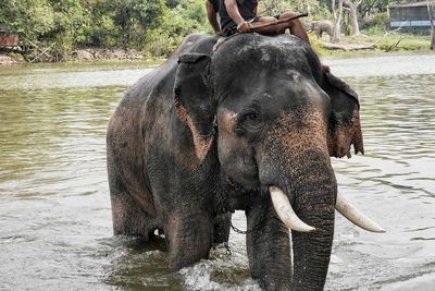 Close-up of elephant in lake