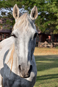 Close-up of a horse in ranch