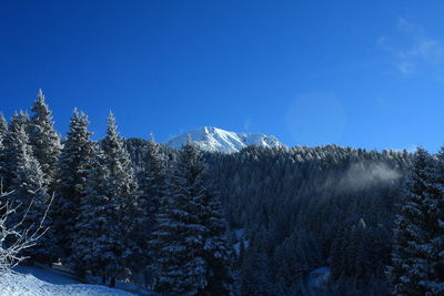 Pine trees in forest against clear sky during winter