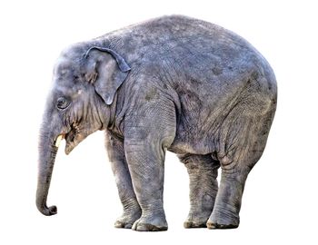 Elephant over white background