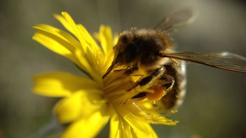 Close-up of bee pollinating on flower