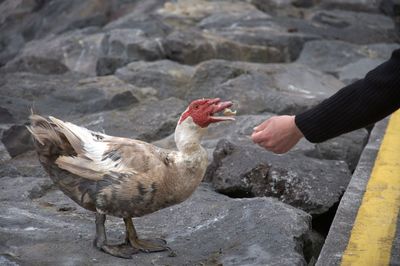 Woman feeding bird