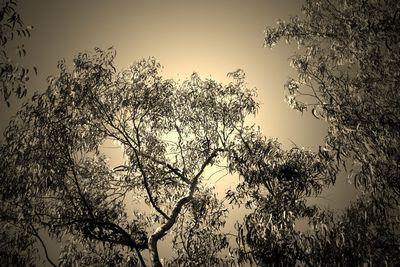 Low angle view of trees against clear sky