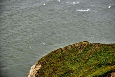 High angle view of snake on grass by sea