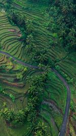 High angle view of rice field