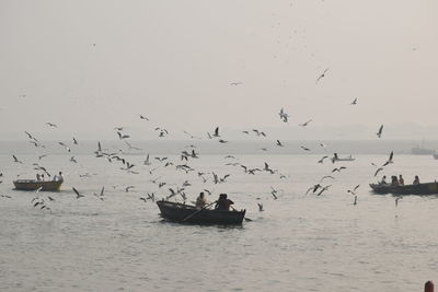 Flock of birds flying over sea