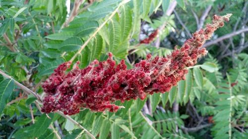 Close-up of red flowers