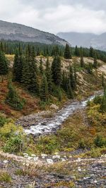 During autumn, looking east through the forest along hilda creek in kananaskis, alberta, canada.