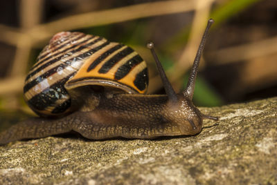 Close-up of insect